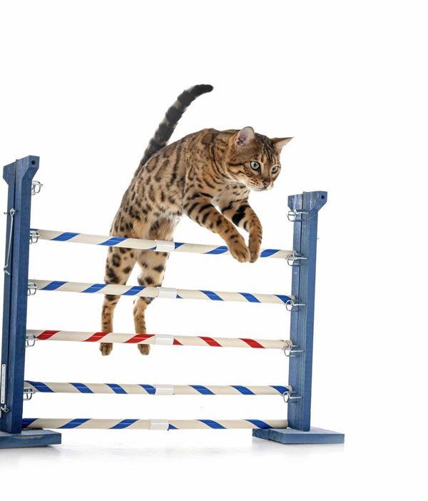 Quali sono i metodi per rafforzare l'obbedienza in un Pastore Australiano?